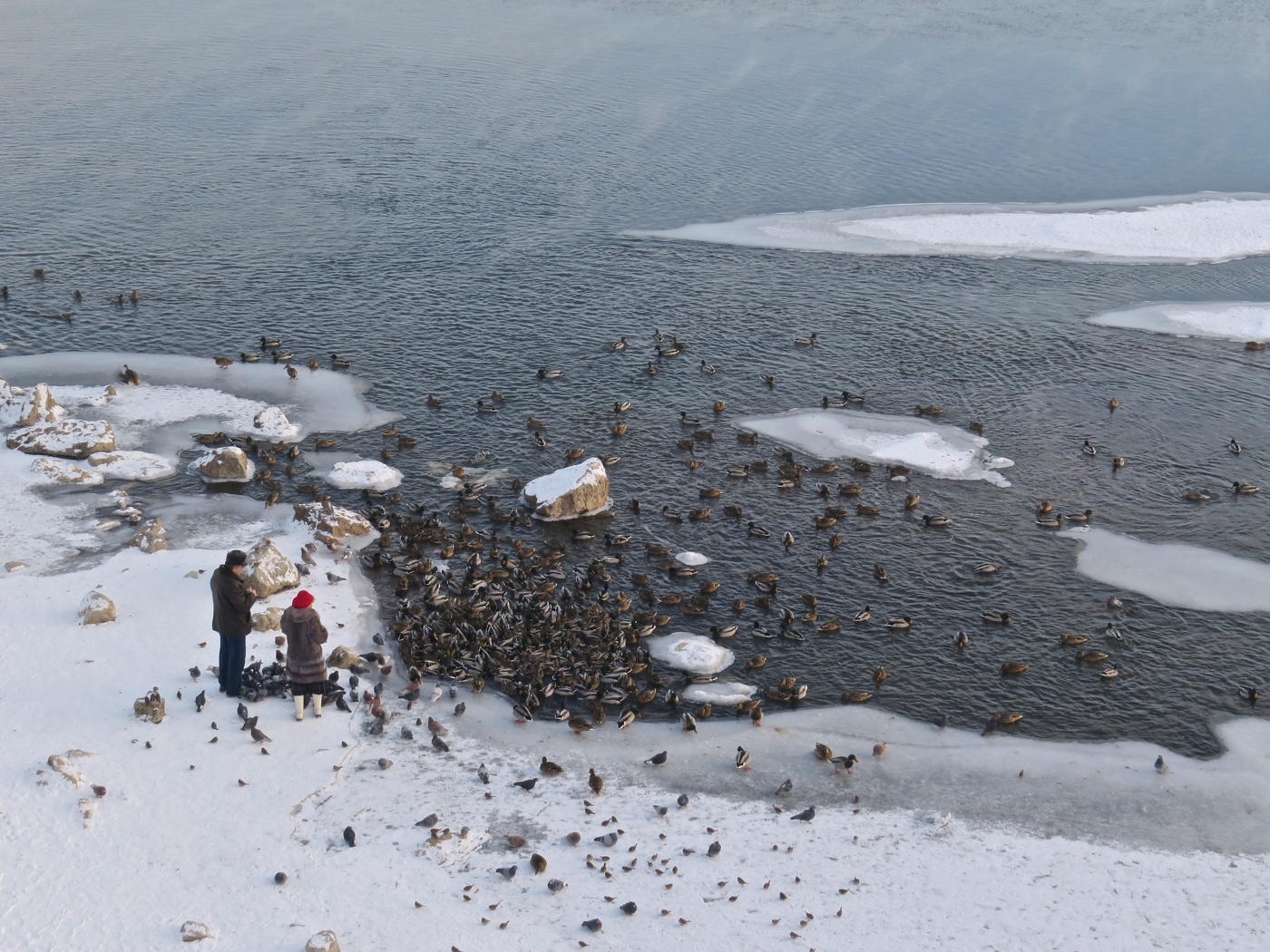 Кормись птички, большие и маленькие!