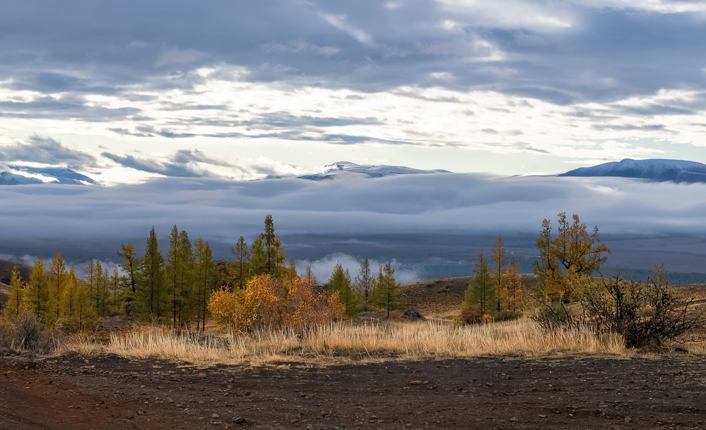 Курай в тумане