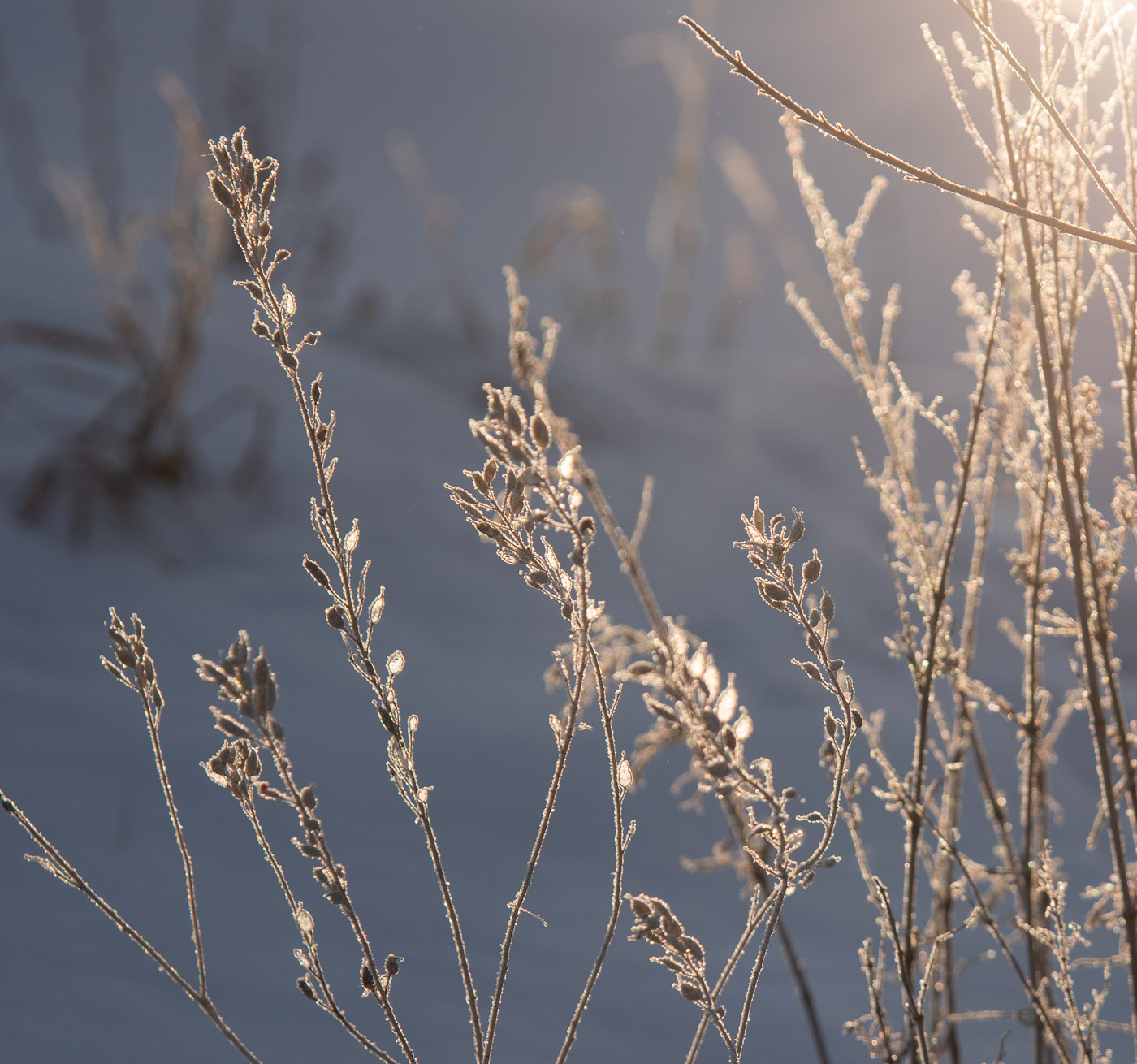 В лучах зимнего солнца