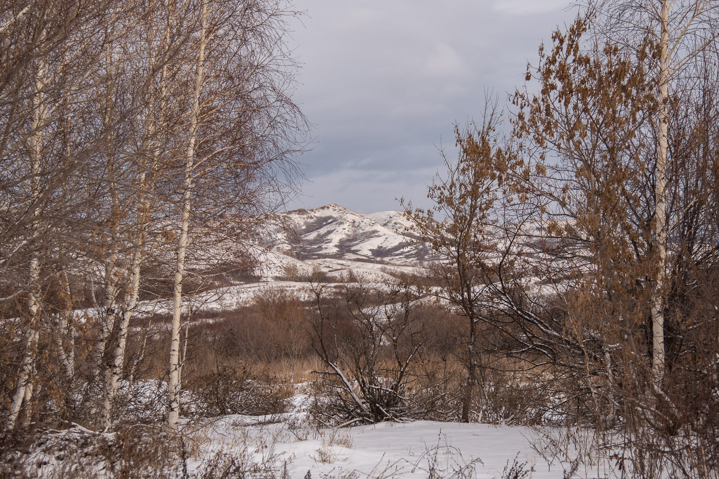 Меж берез ...