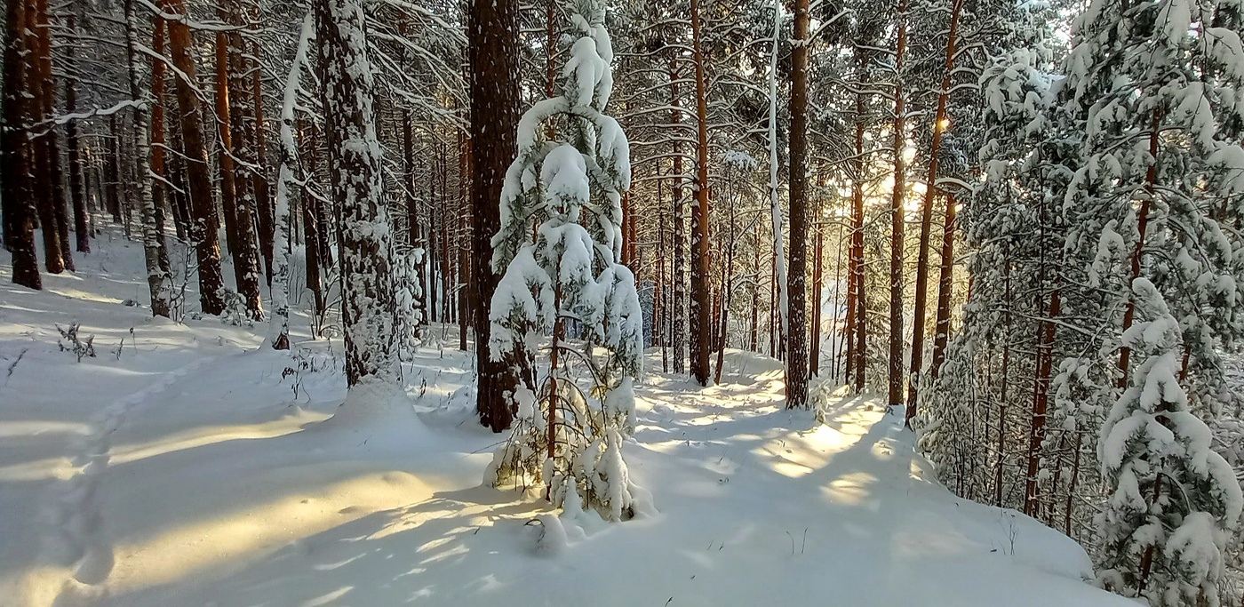 утро в лесу