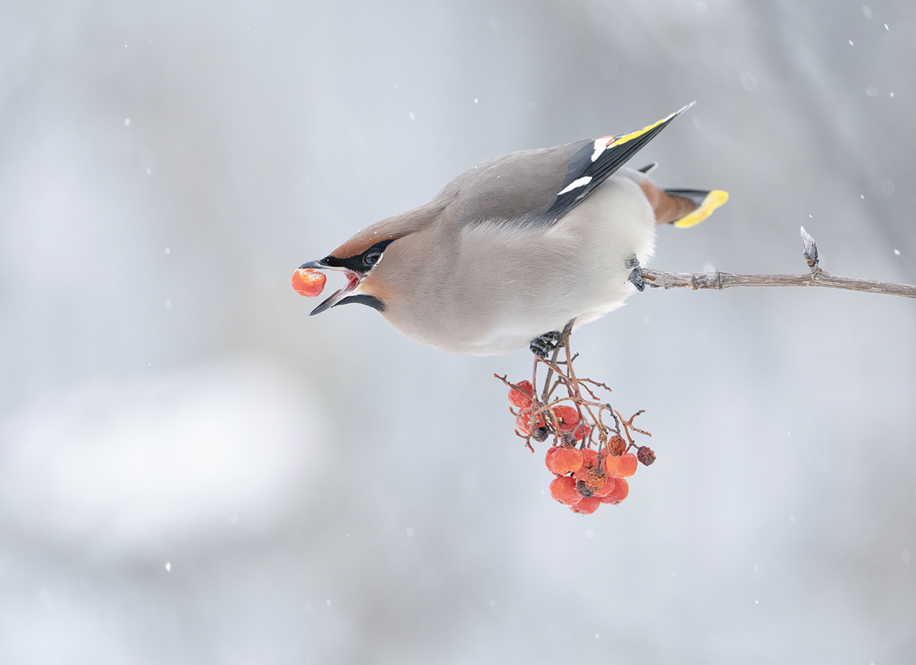 Свиристель