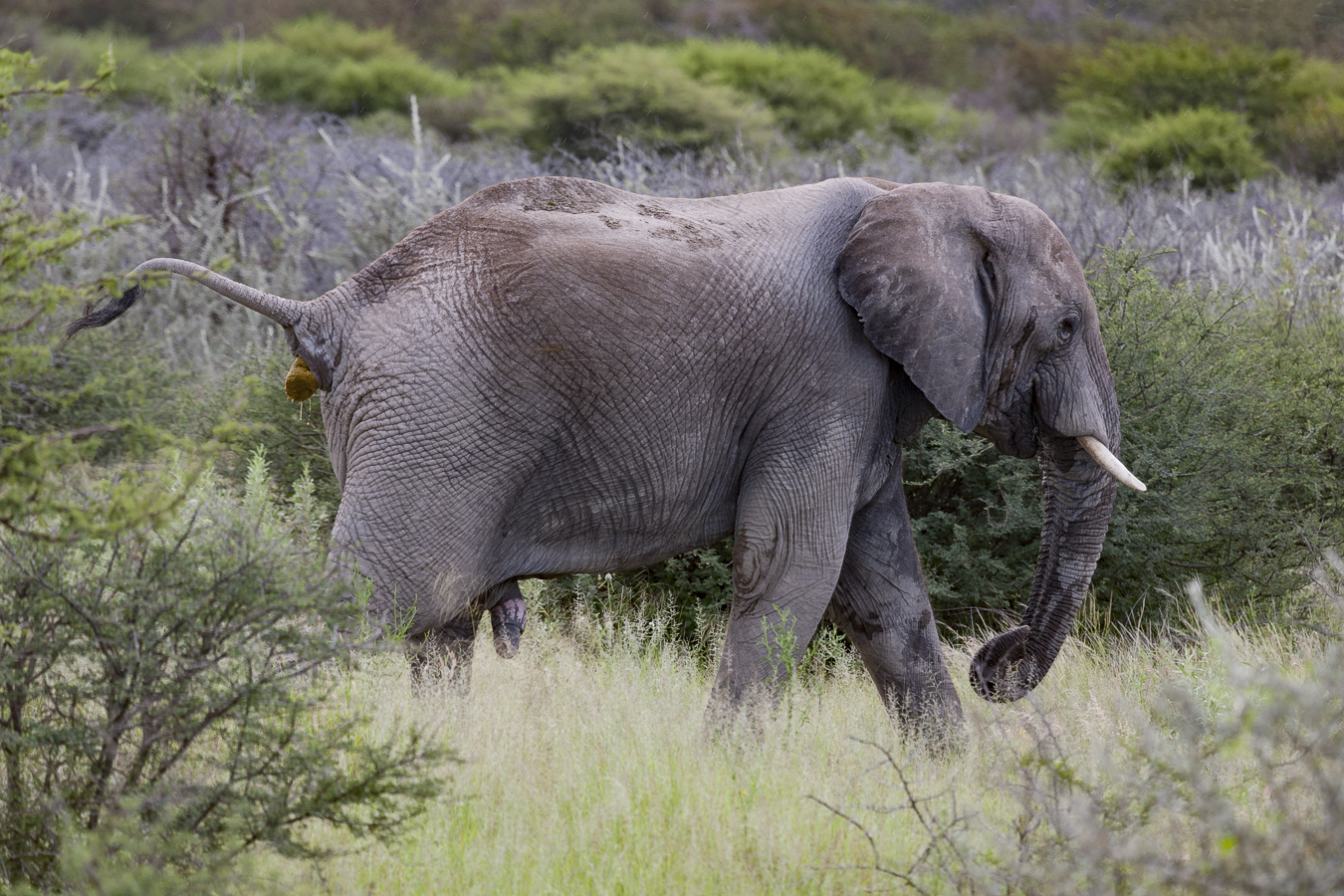 Рождение шедевра ...