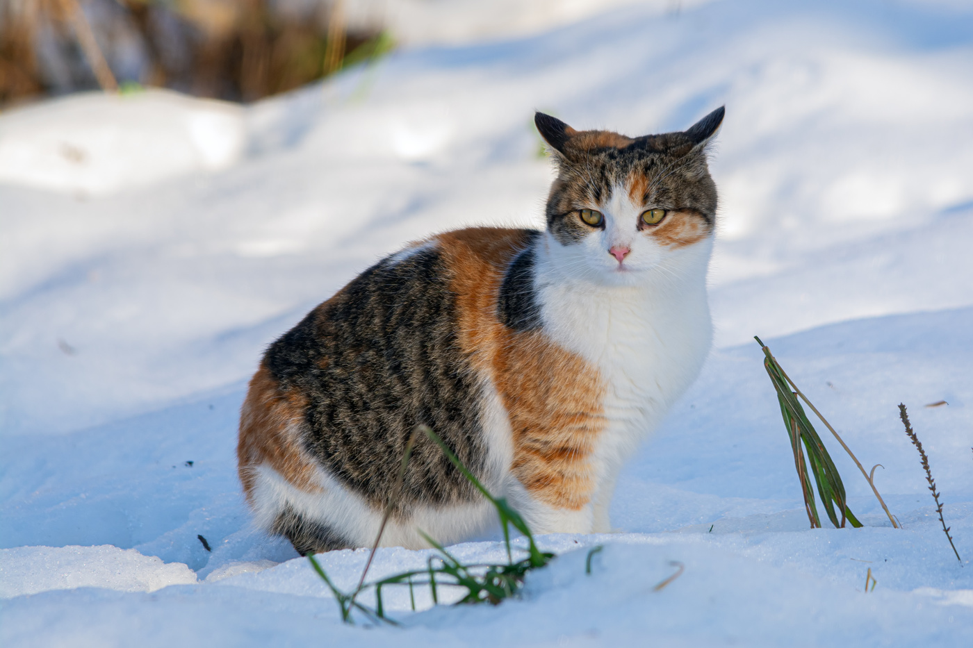 жительница заброшенной ГЭС 2