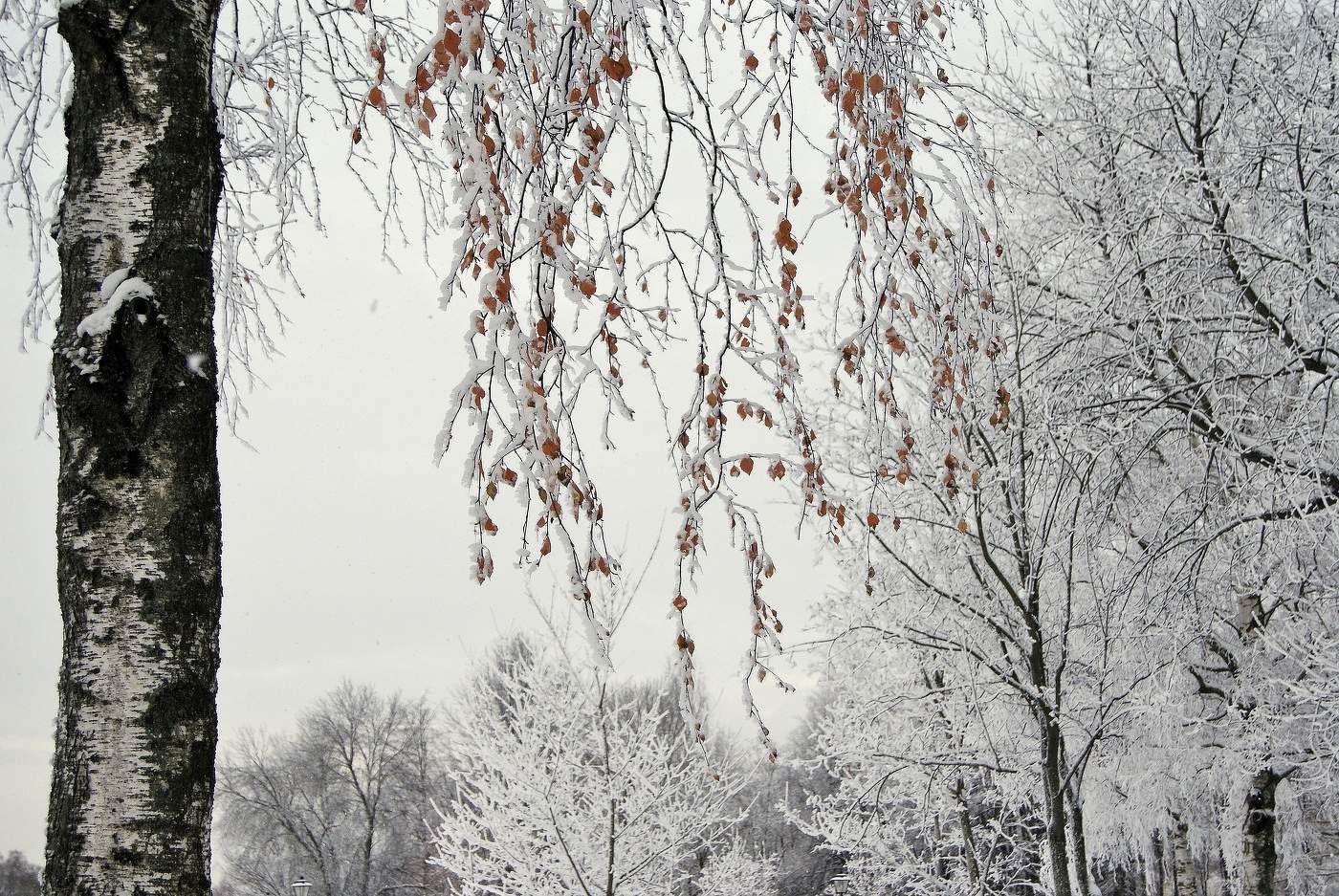 принарядилась