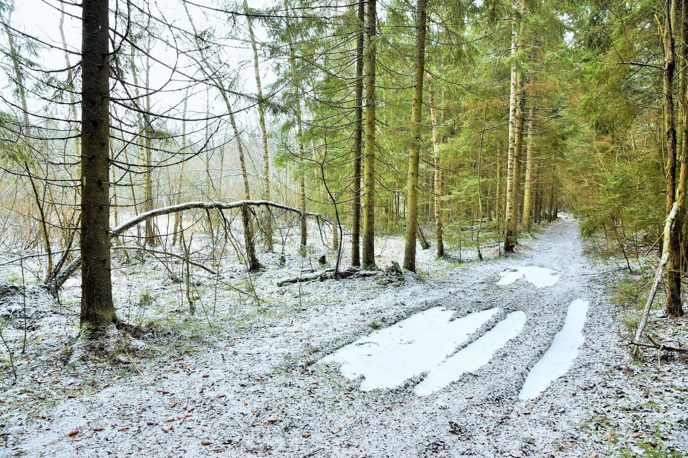 "Снег кружился ночью и устал, самый первый, такой слабый..."