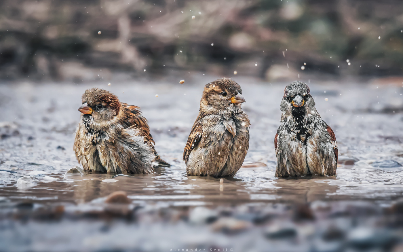 Банный день