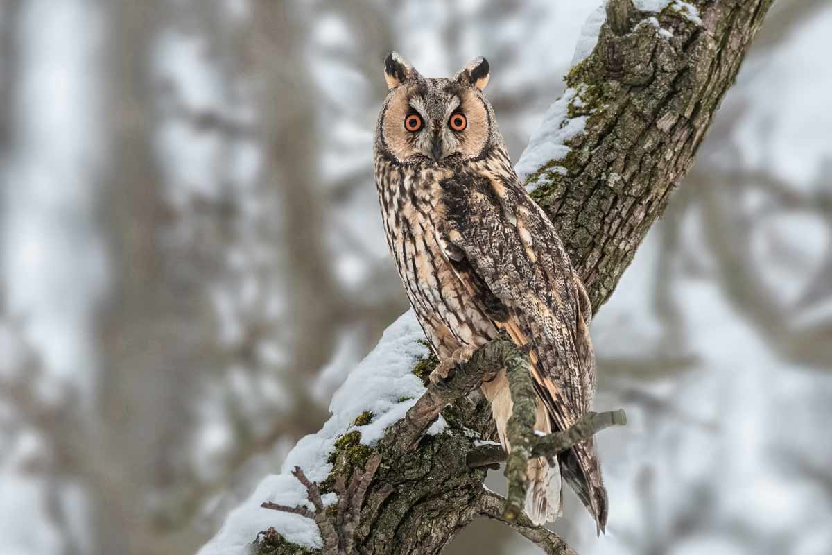 Сова ушастая.