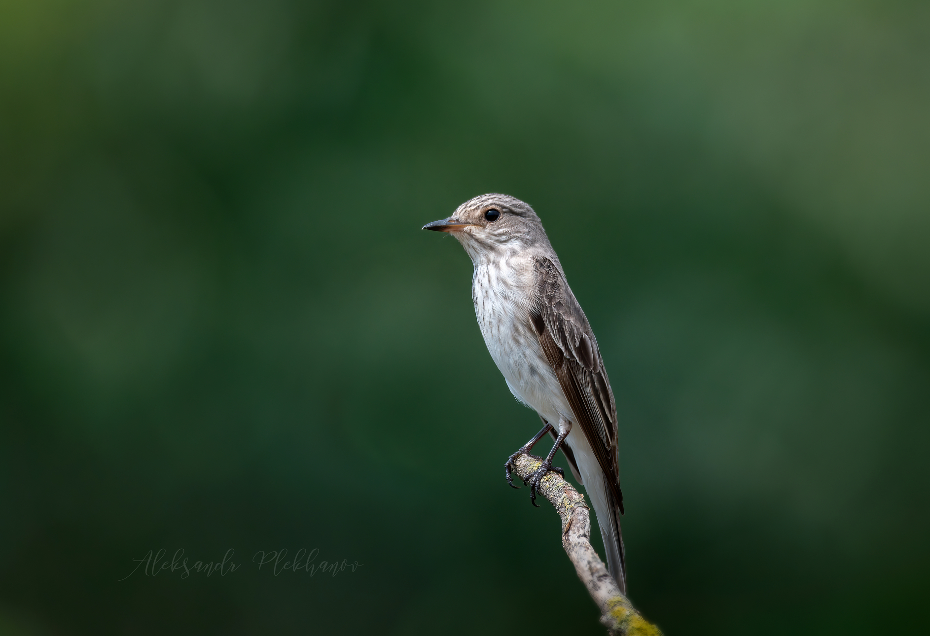 Птичка-невеличка