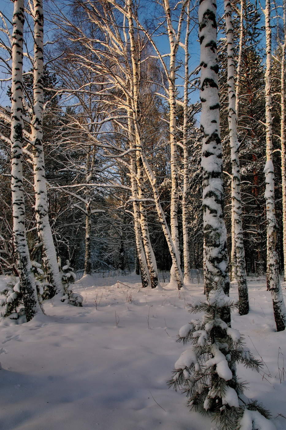 Зимние берёзки.