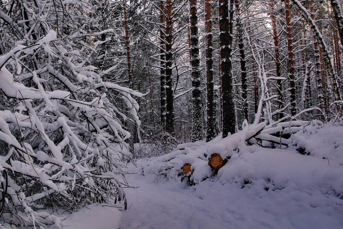 ** В лесной чащобе.*