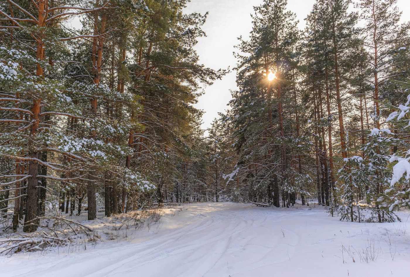 В зимний лес.