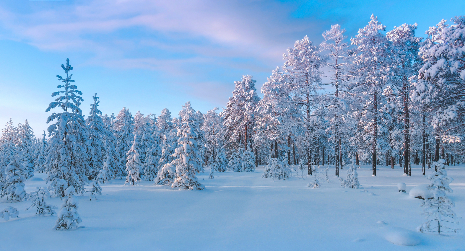 куда ни глянь - заснеженные сосны...