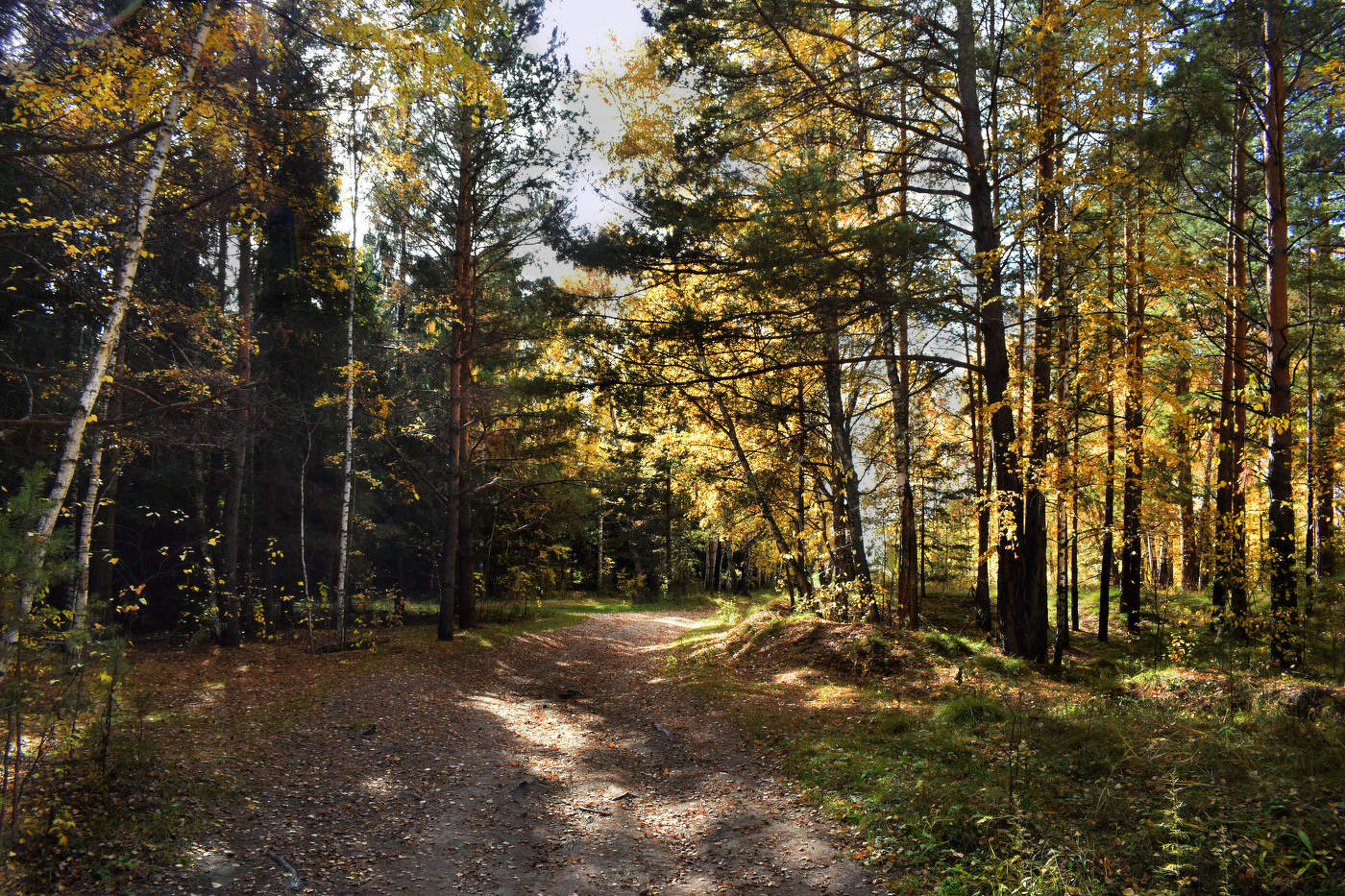 Золото осени