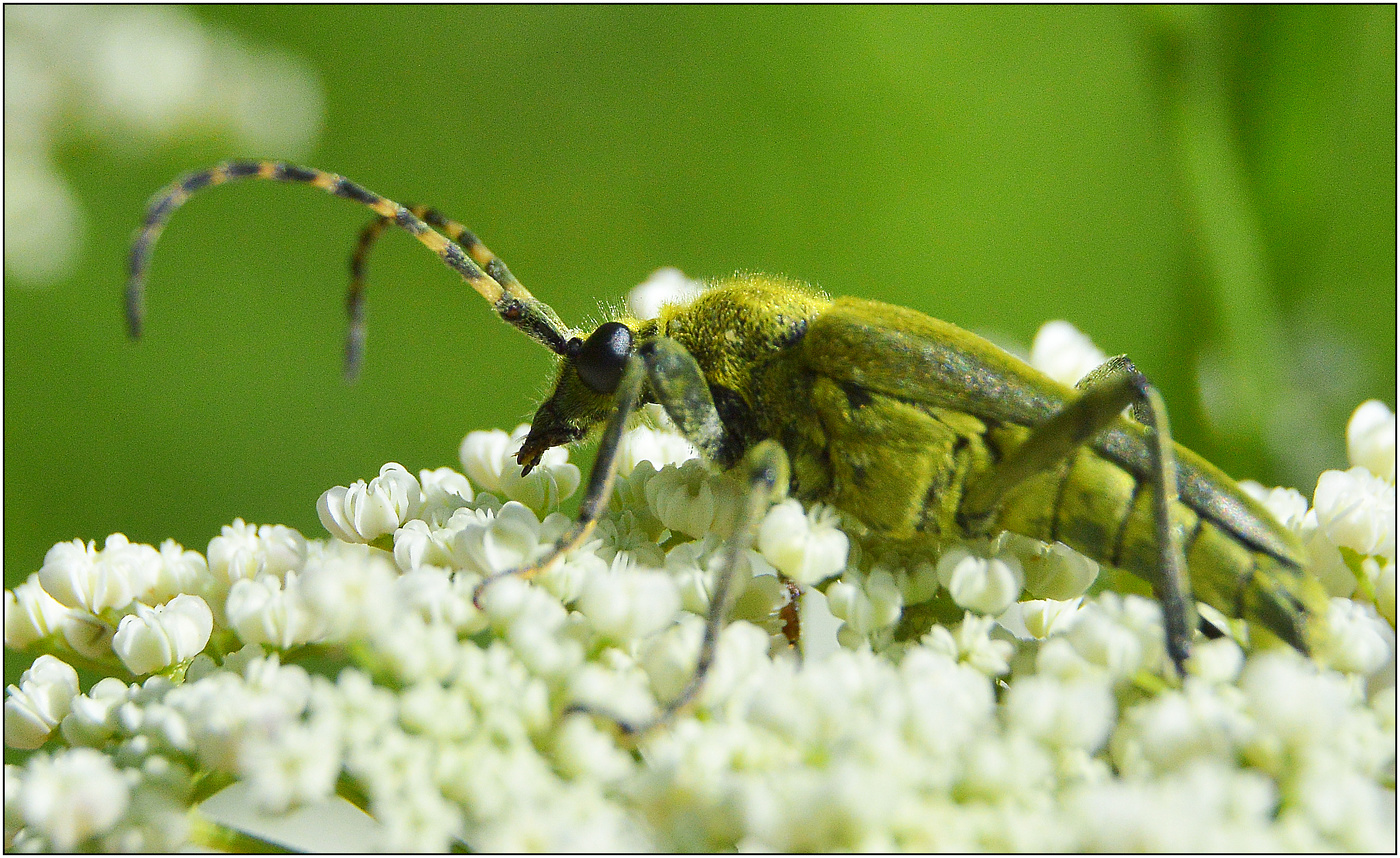 Вечный странник.