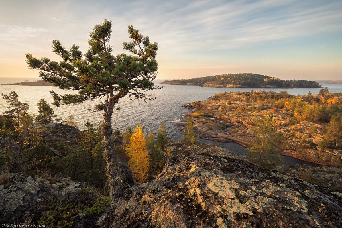 "Чудо-сосна"
