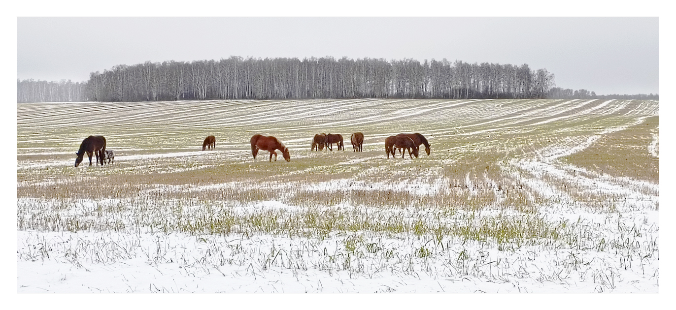 По первому снегу