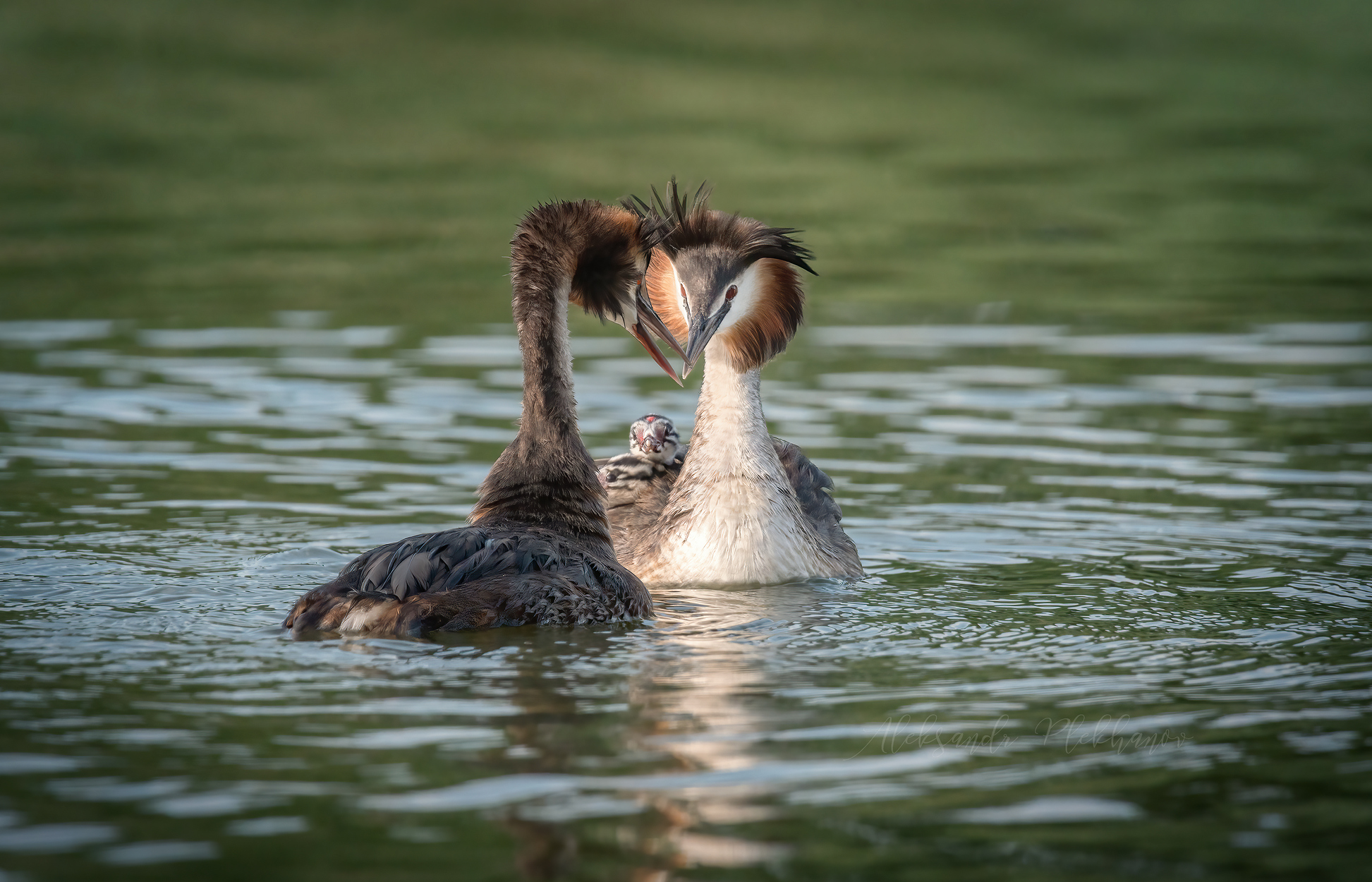 Семейство чомг