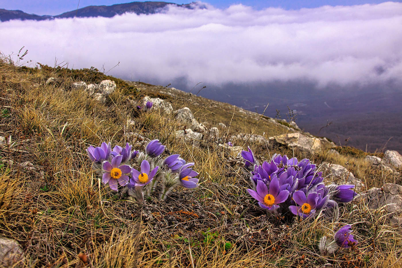 Весна на склонах Чатыр-Дага