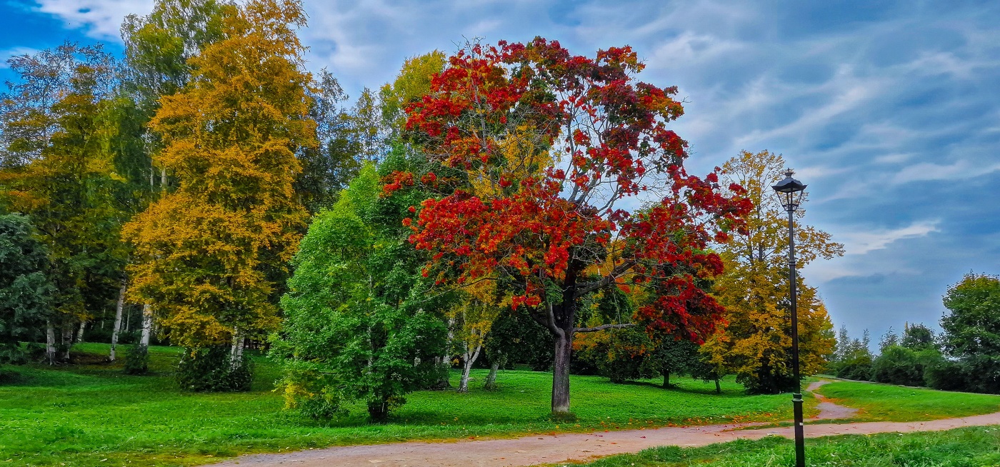 В красках осени