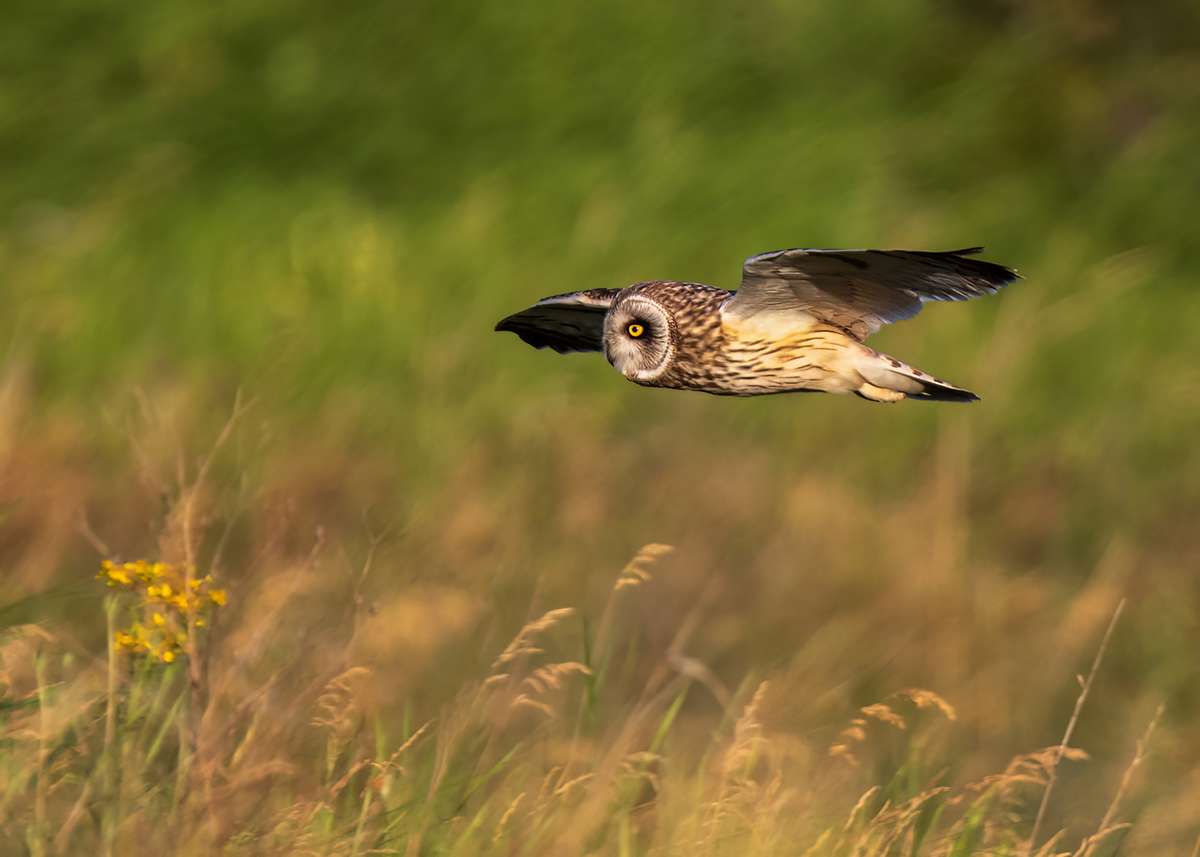 Болотная сова