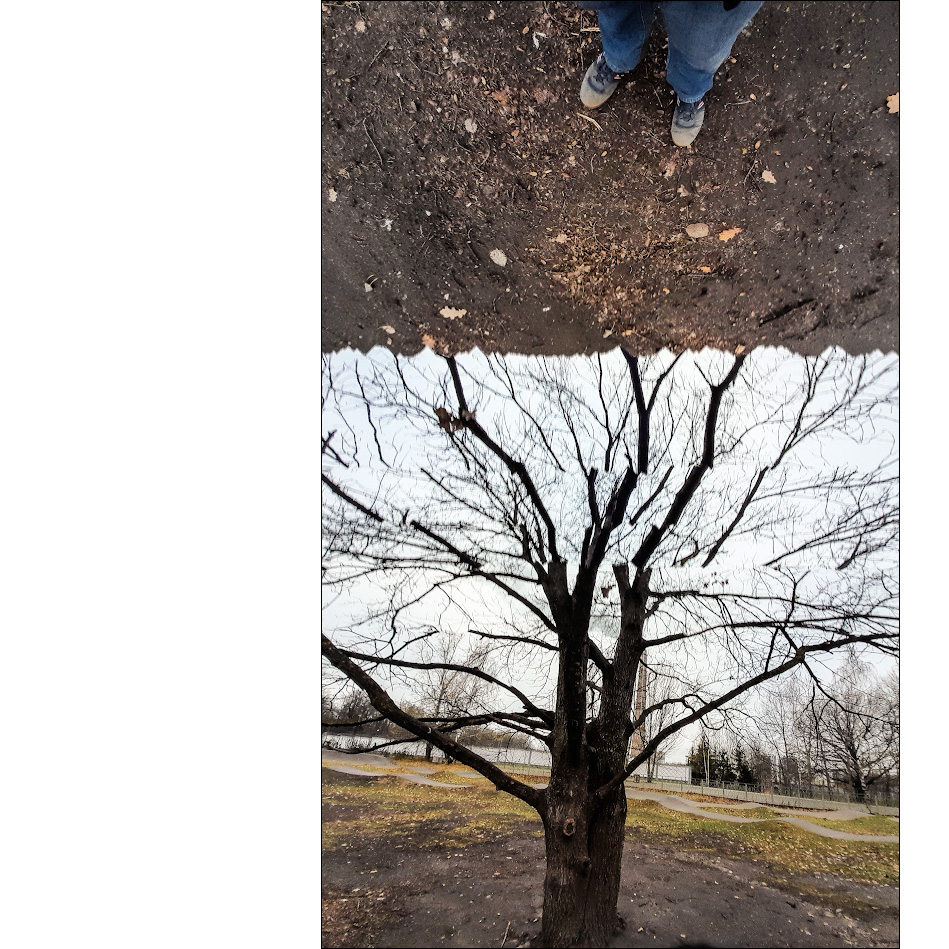 корни правы