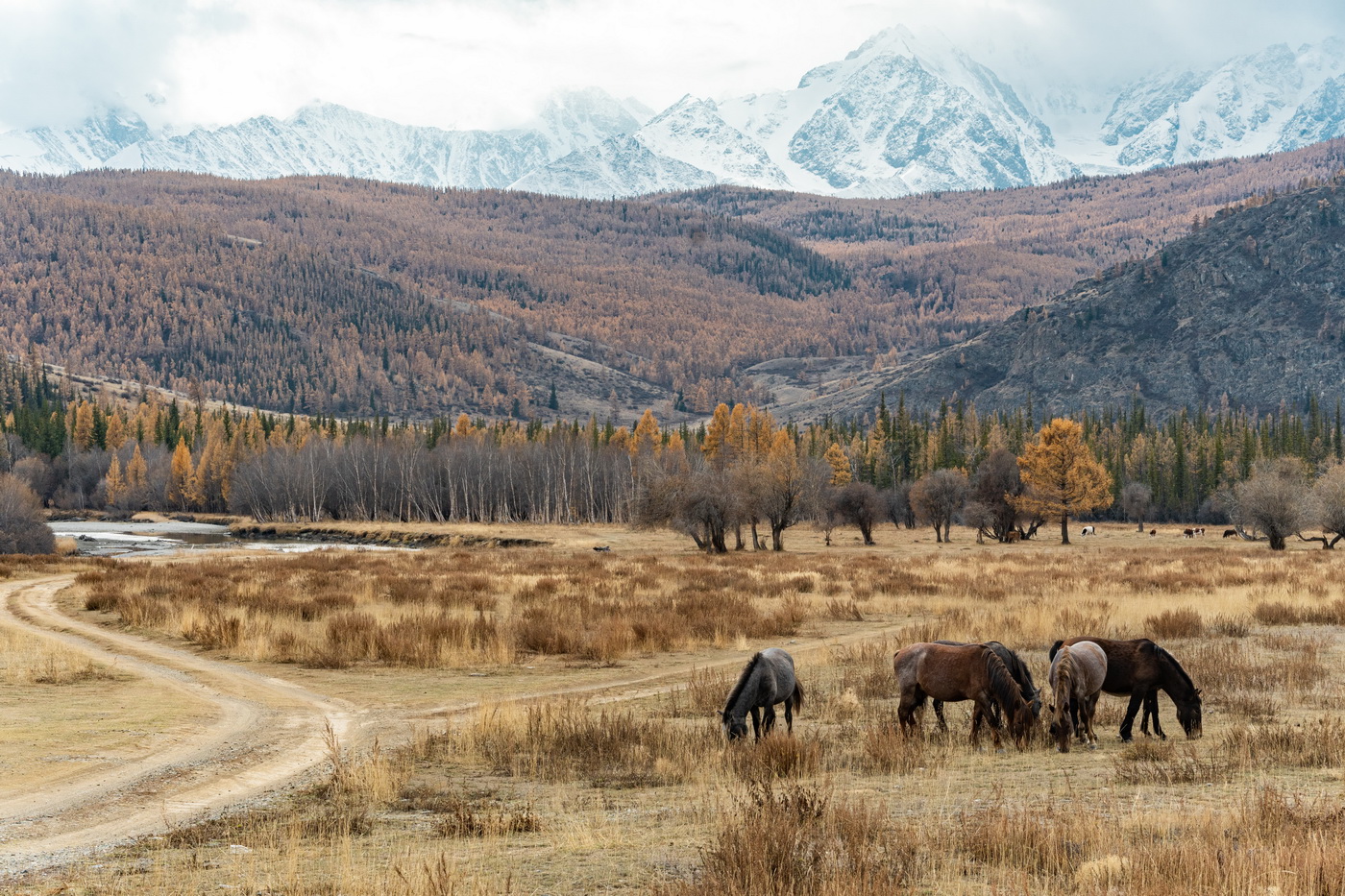 На пастбище