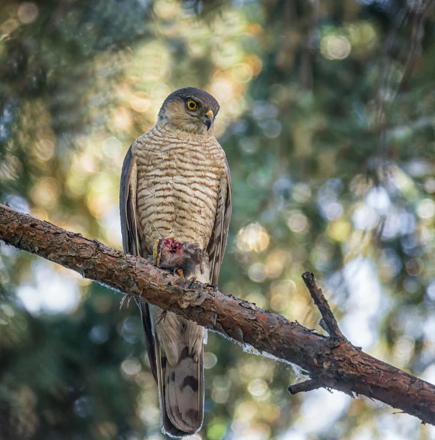 Добытчик - охотник..