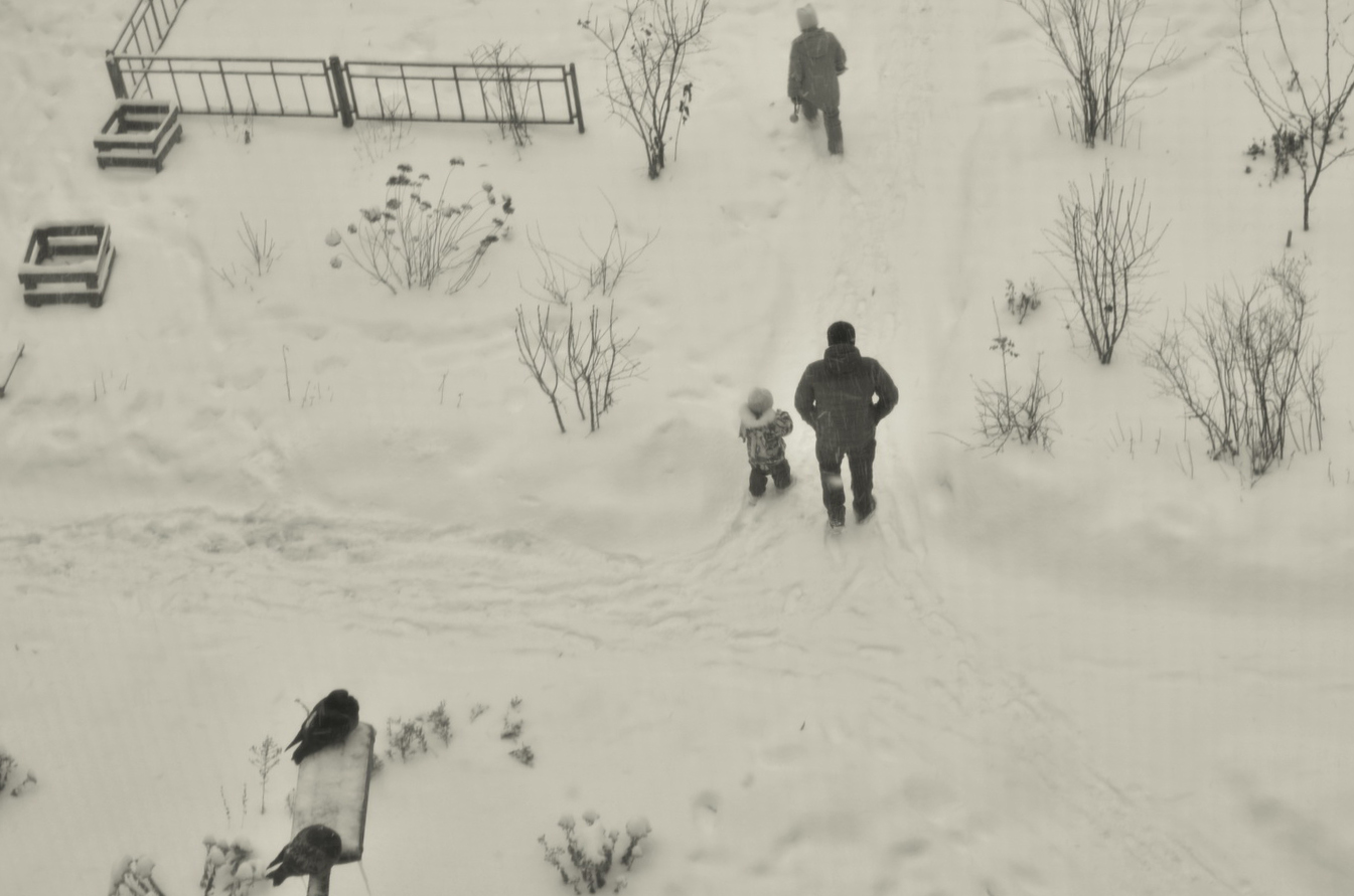 зима и пара голубей