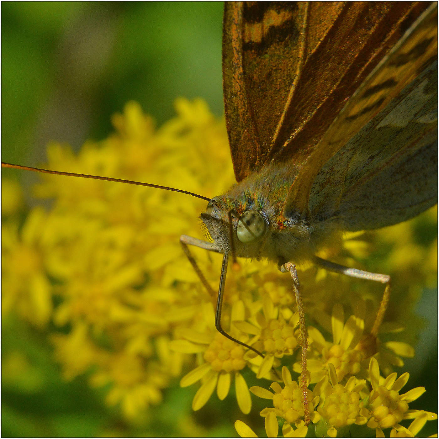 Крупный план.