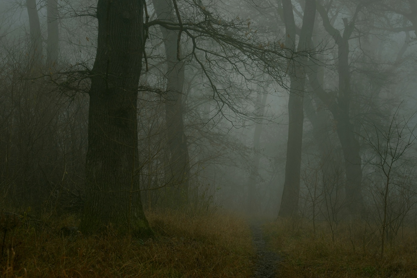 Туманное утро