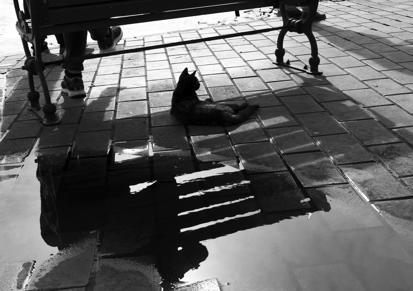 Геометрия с котом