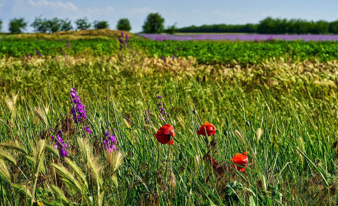 Дверь в лето