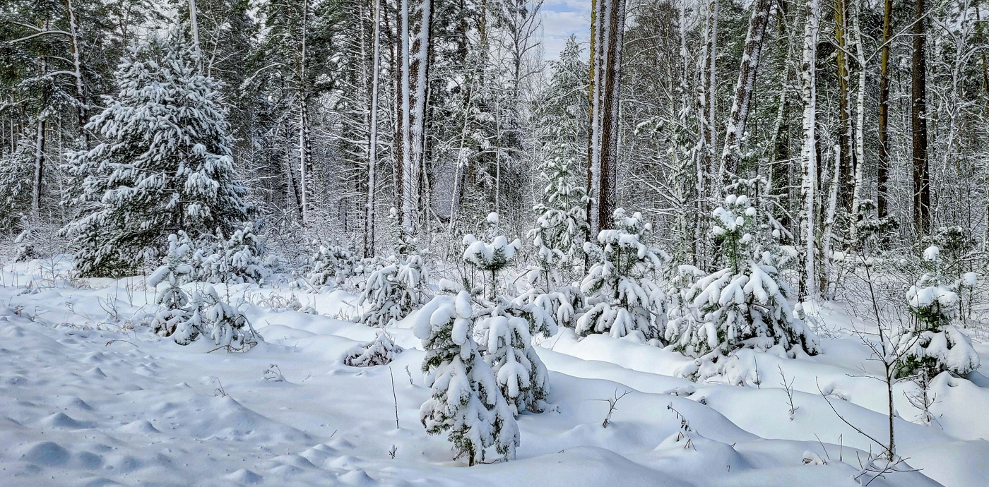 Лес побелел, тишина и блаженство..