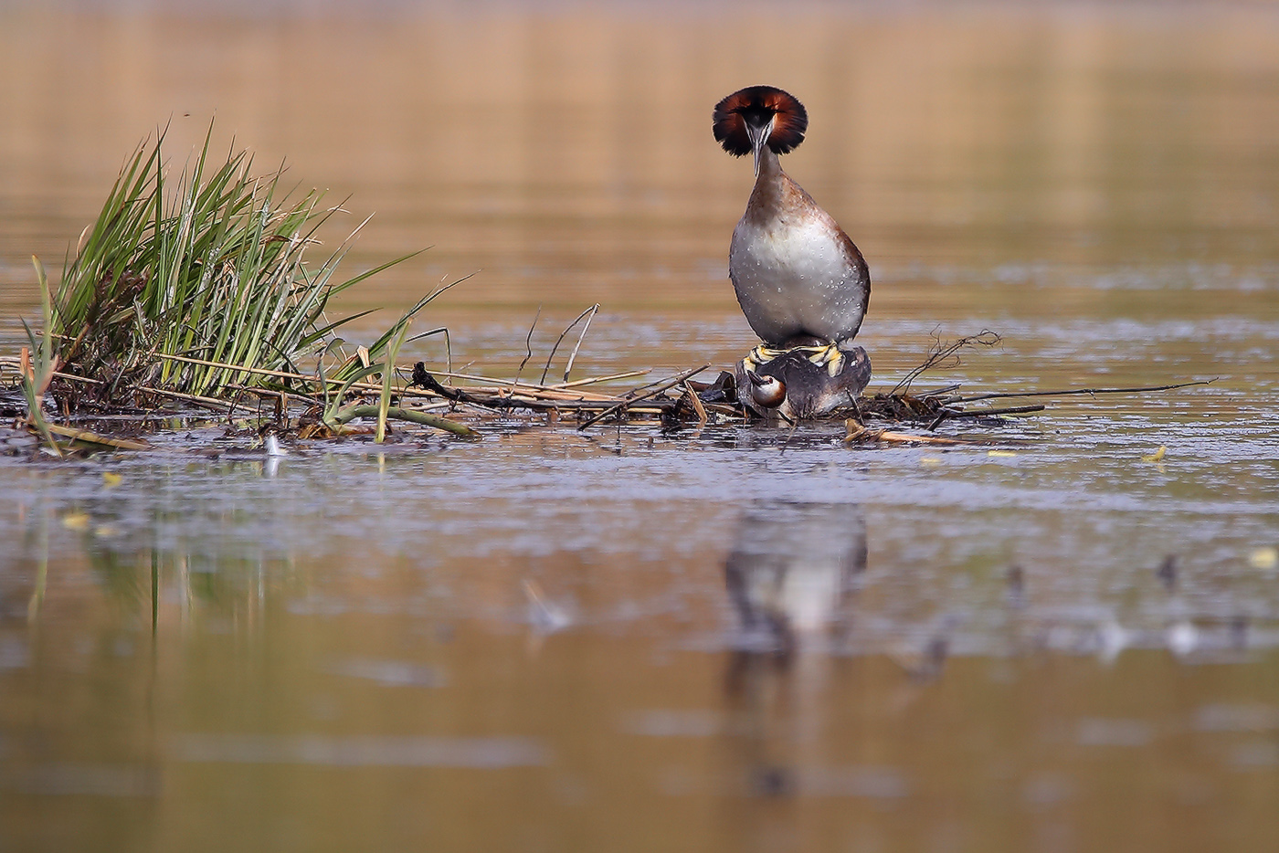массаж спины