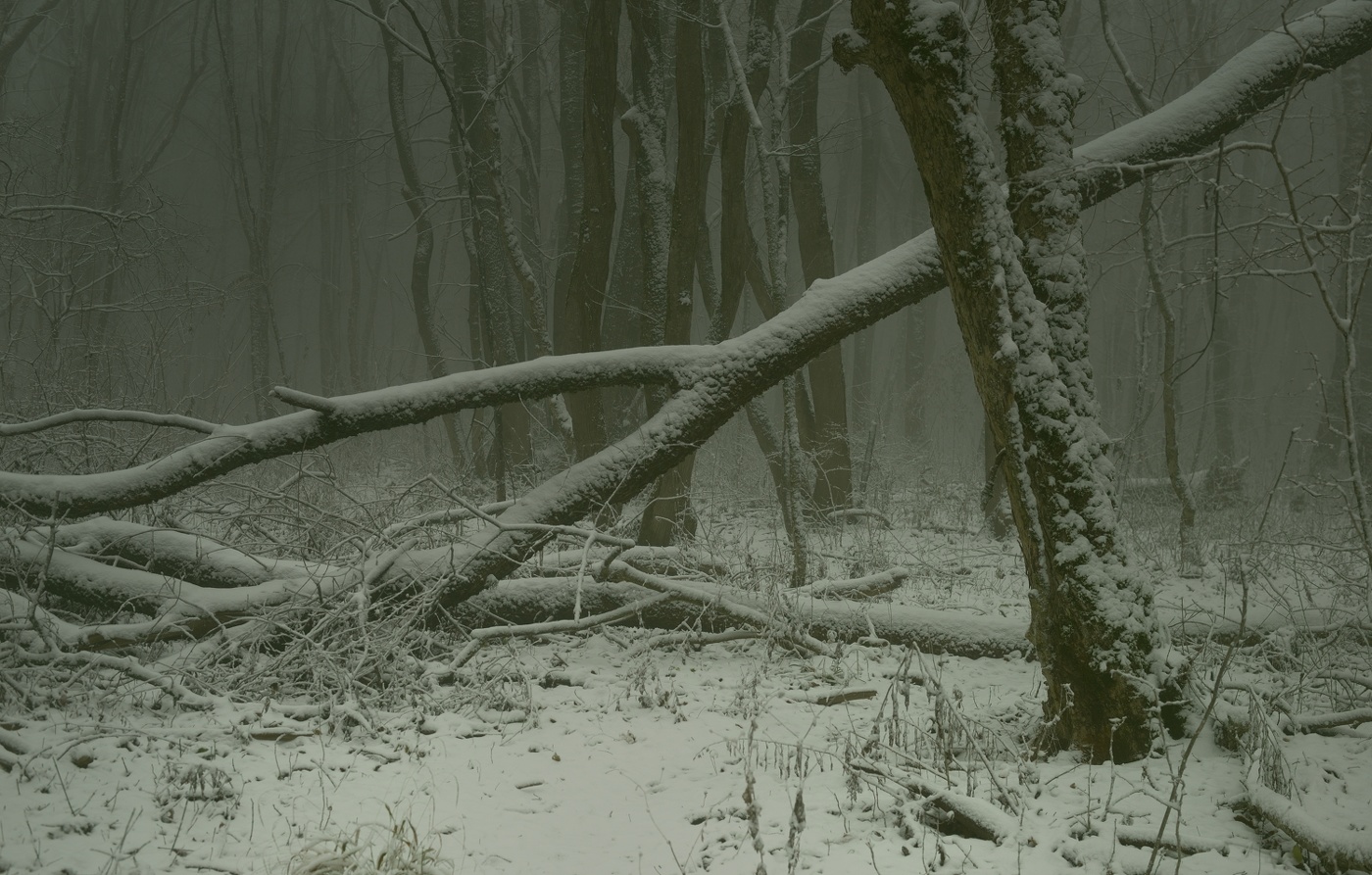 Туманное утро