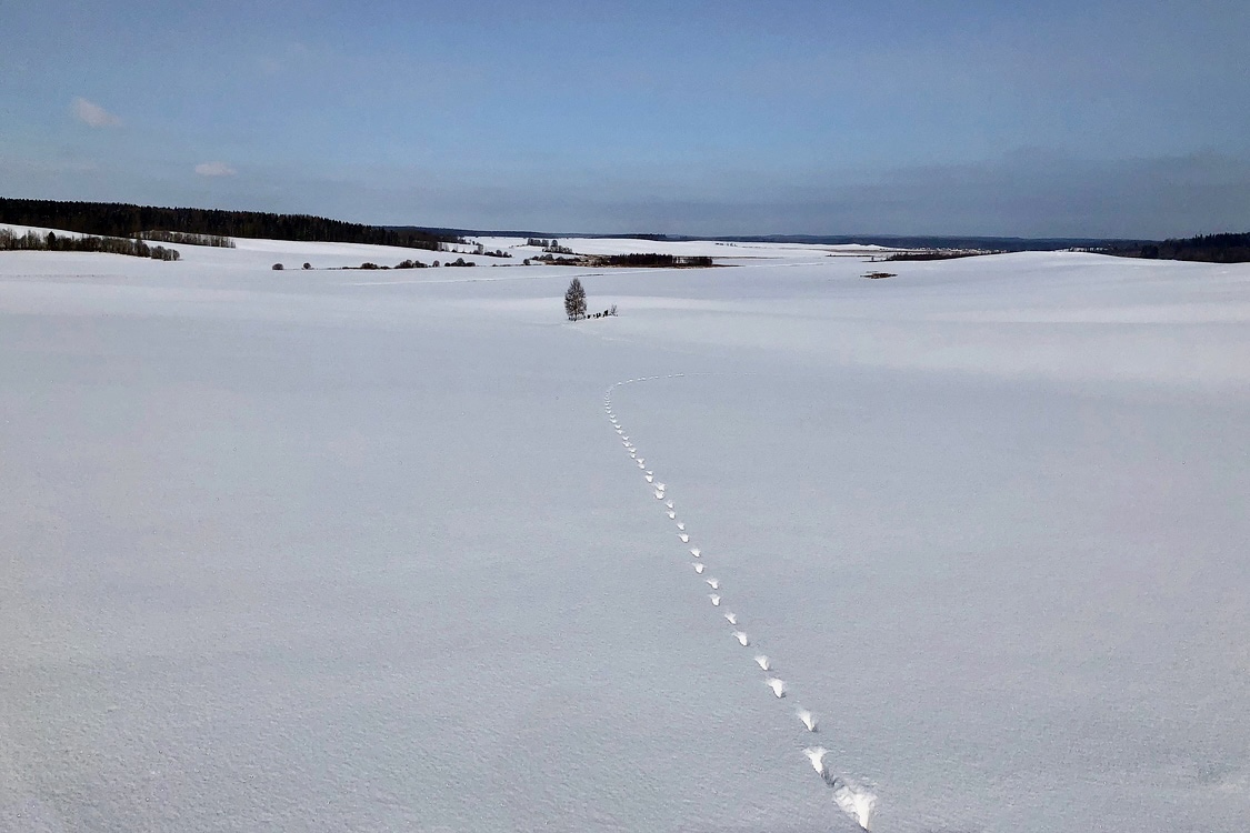 Следы на снегу