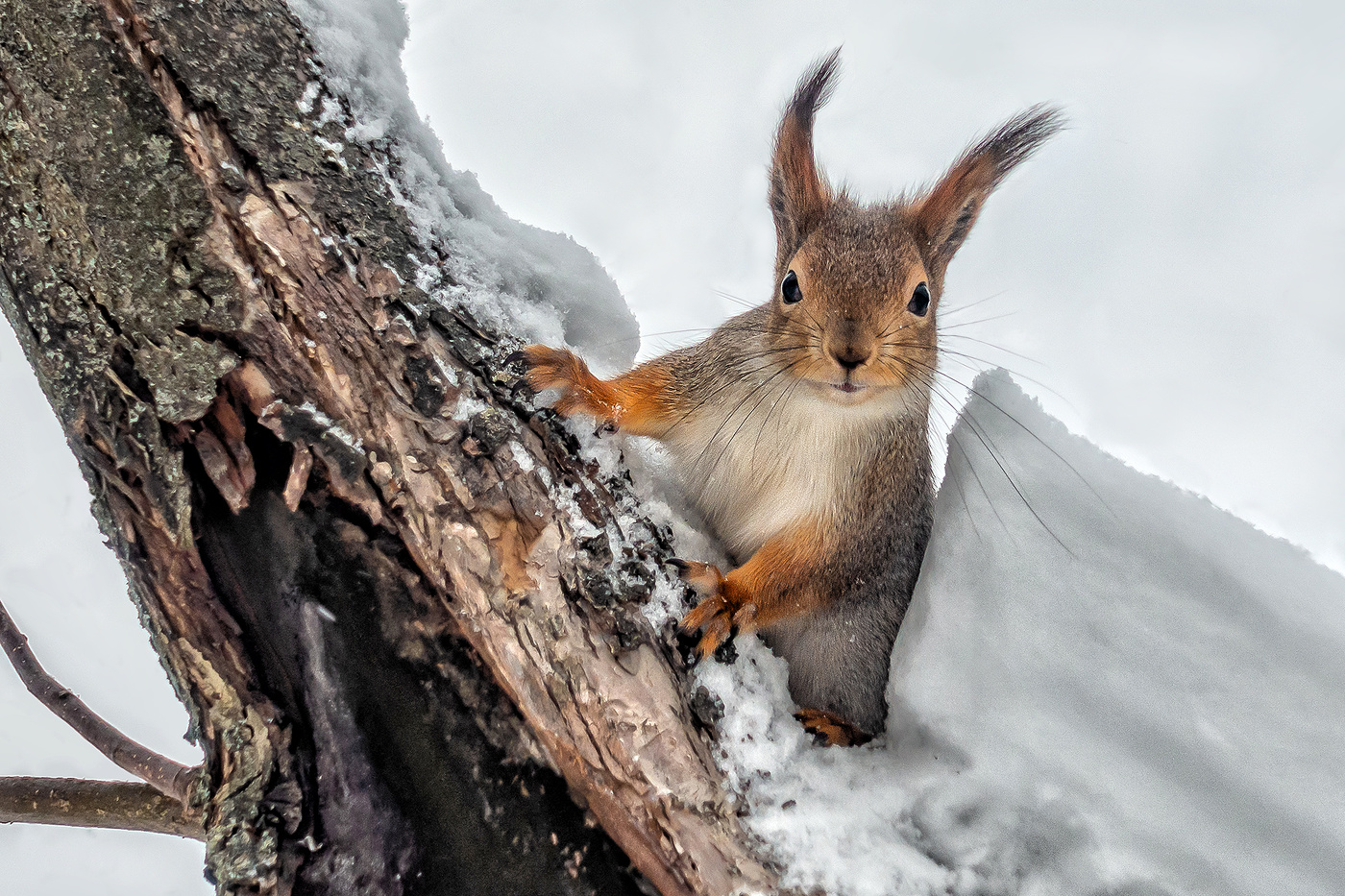 Любопытство