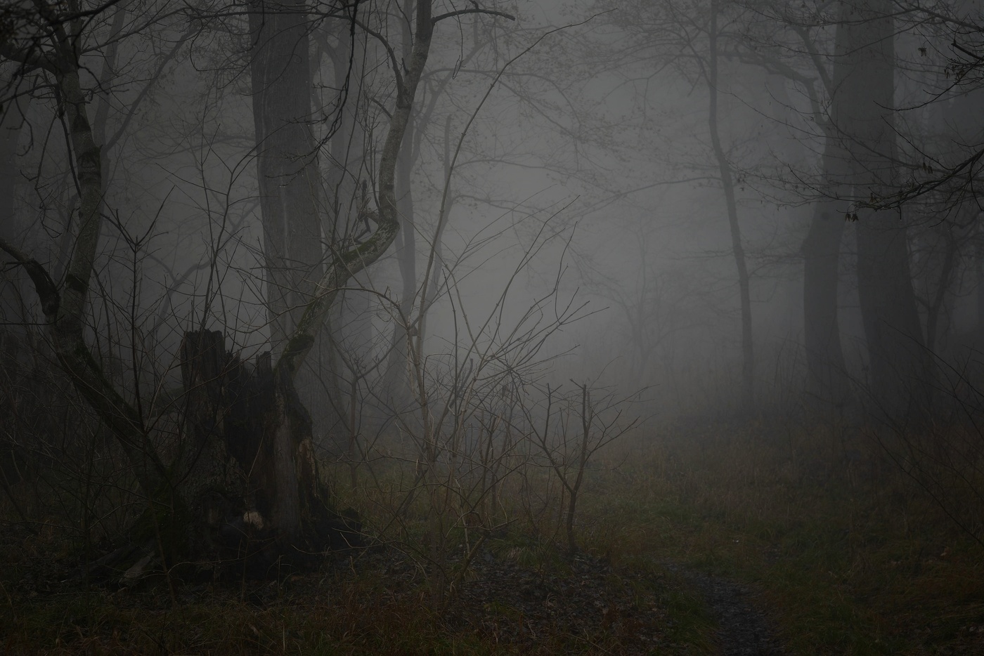 Туманный рассвет