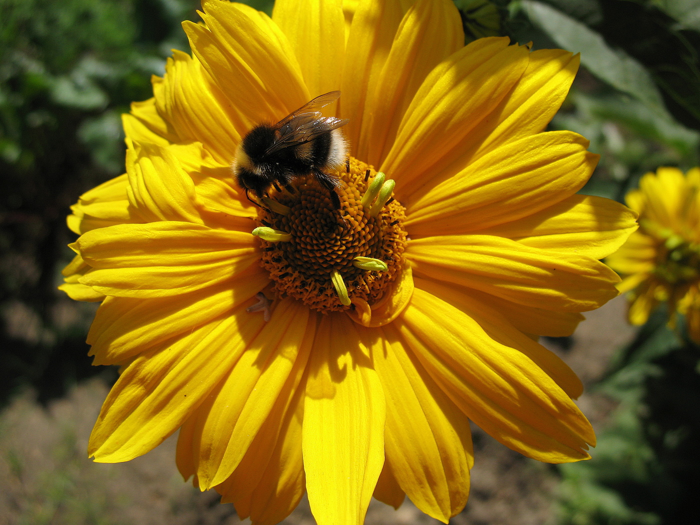 Гелиопсис и шмель