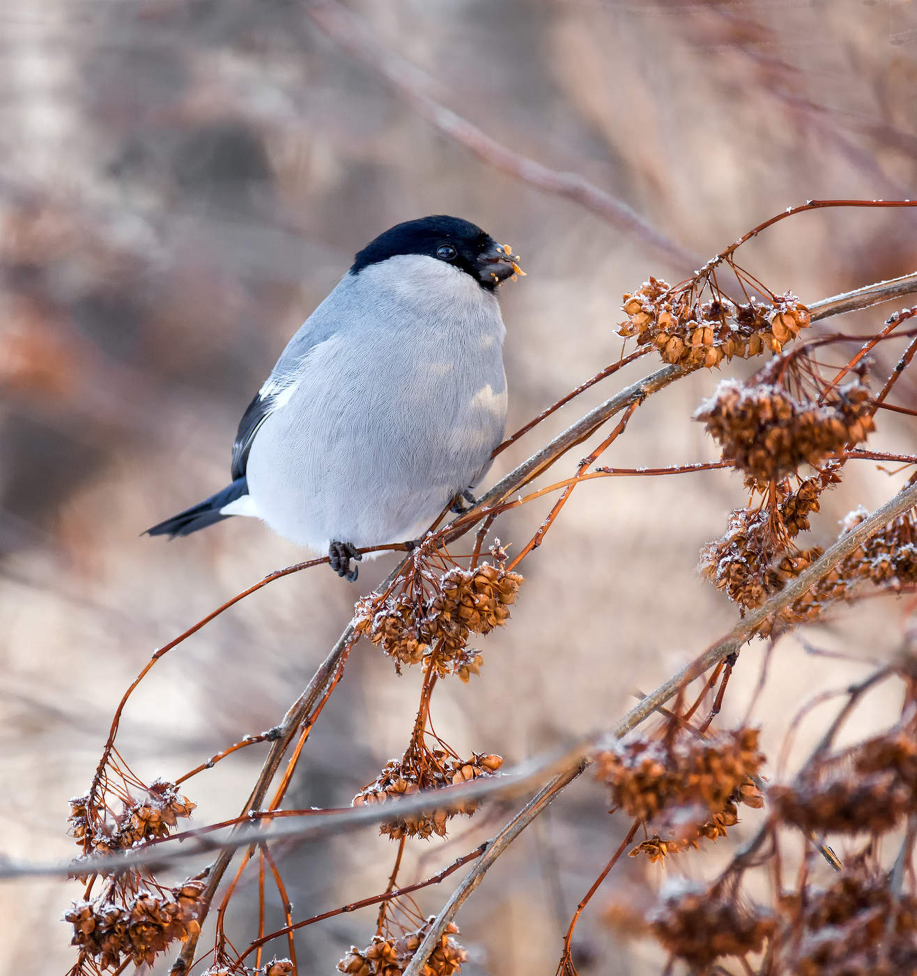 Снегирь серый.