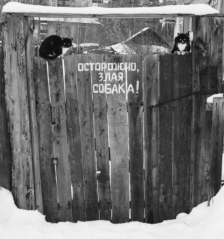 Осторожно, злая собака!