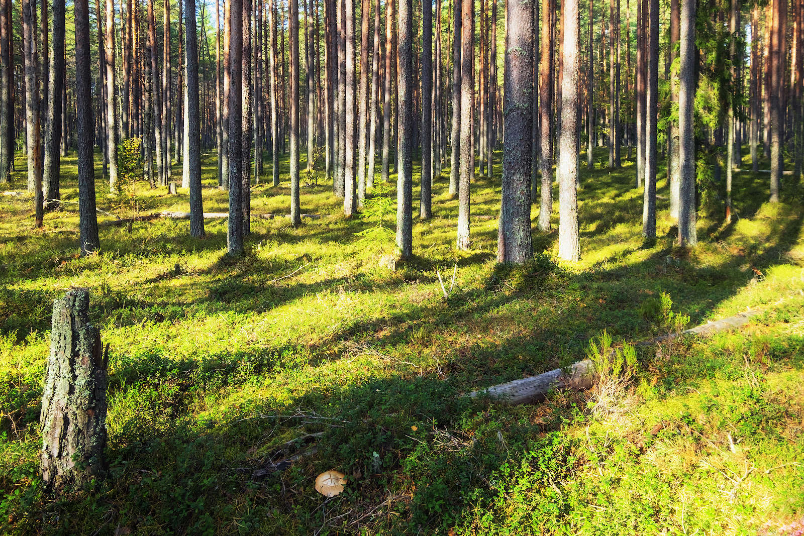 Вечерние тени