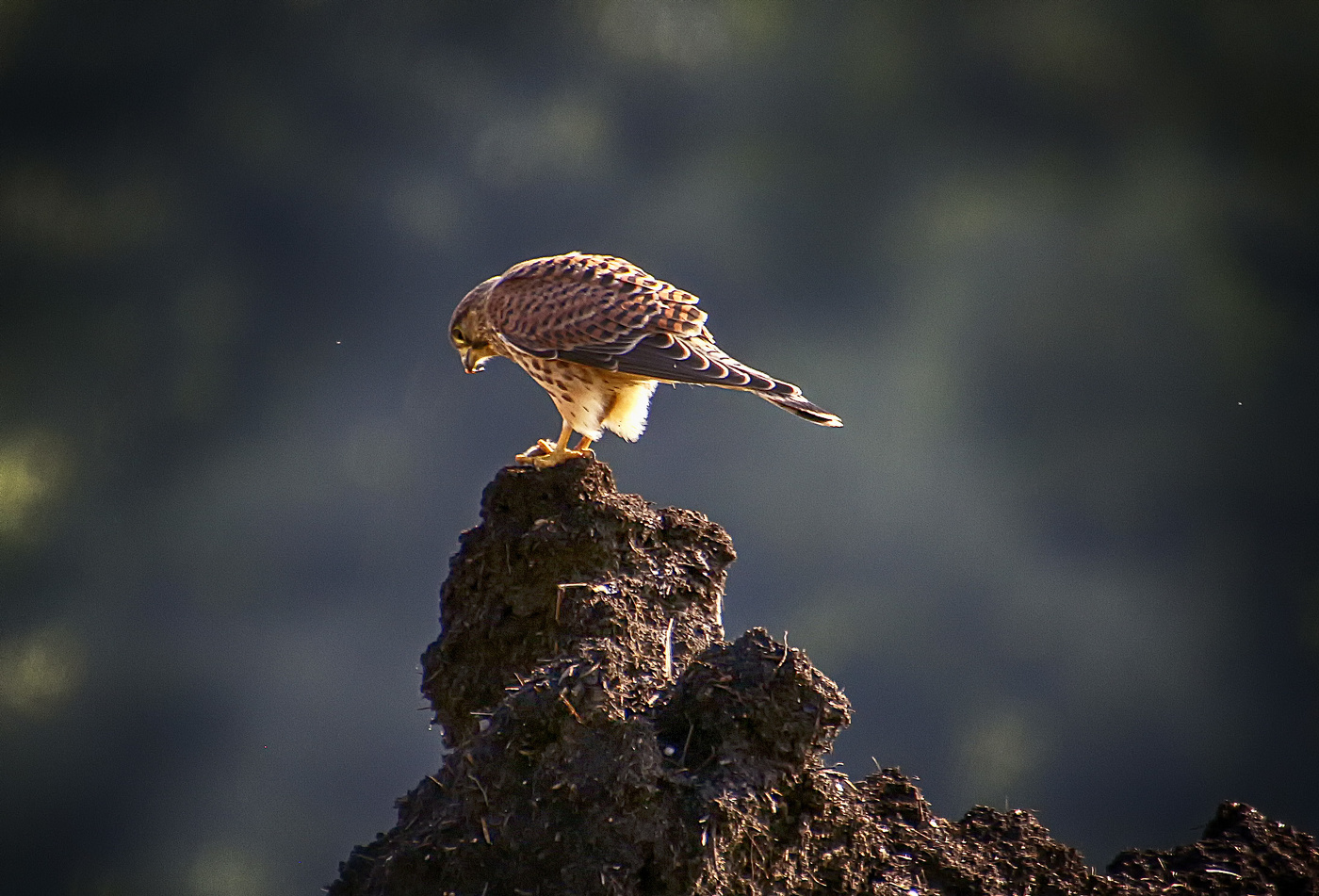Там на горе высокой, Пустельга сидела