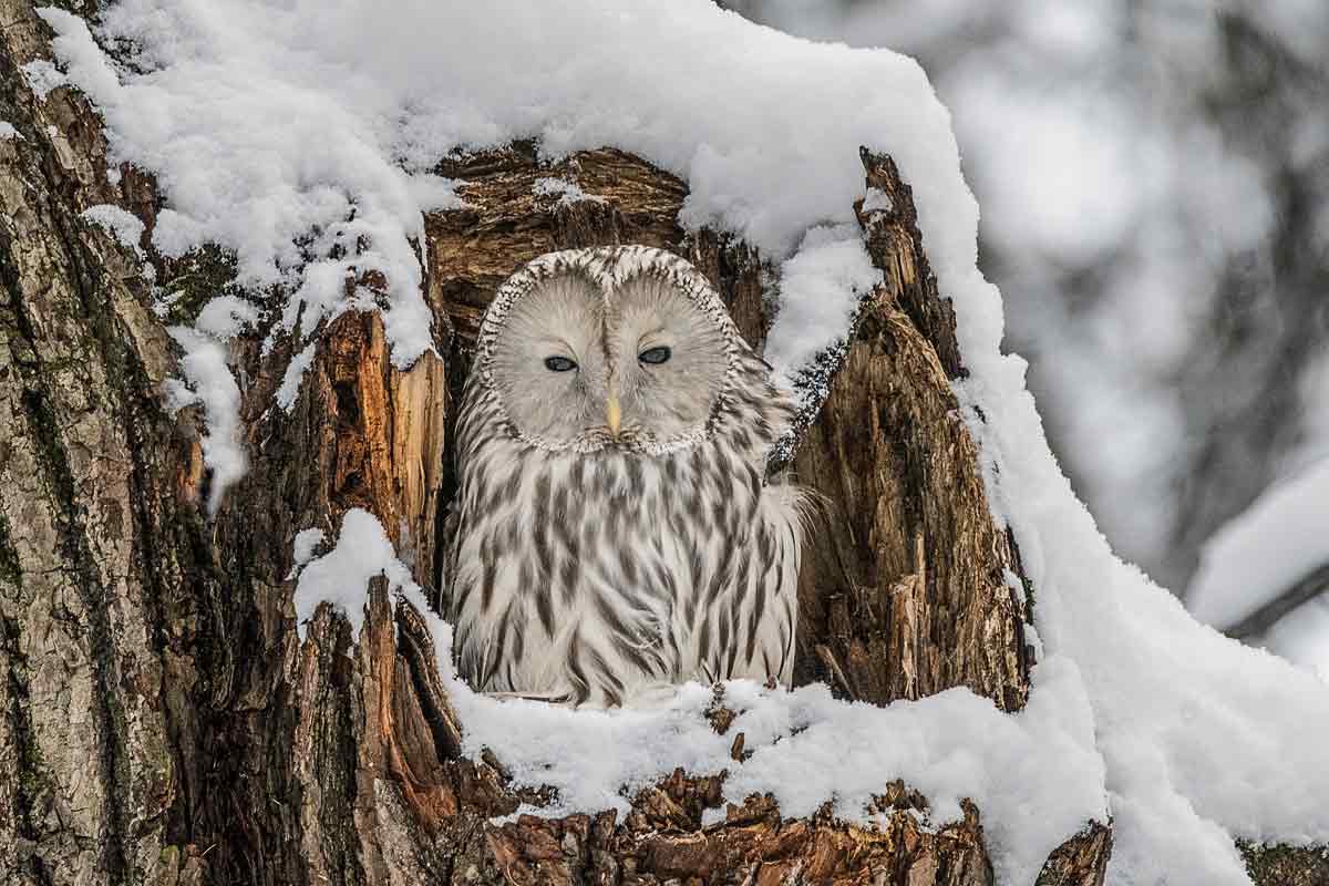 "Снежная королева".