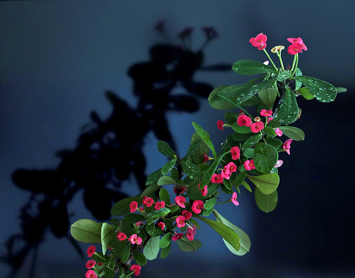 Молочай и его тень