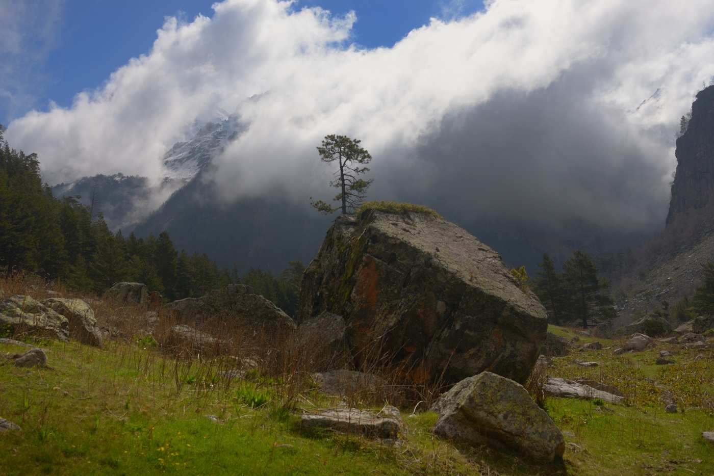 Натуральный бонсай