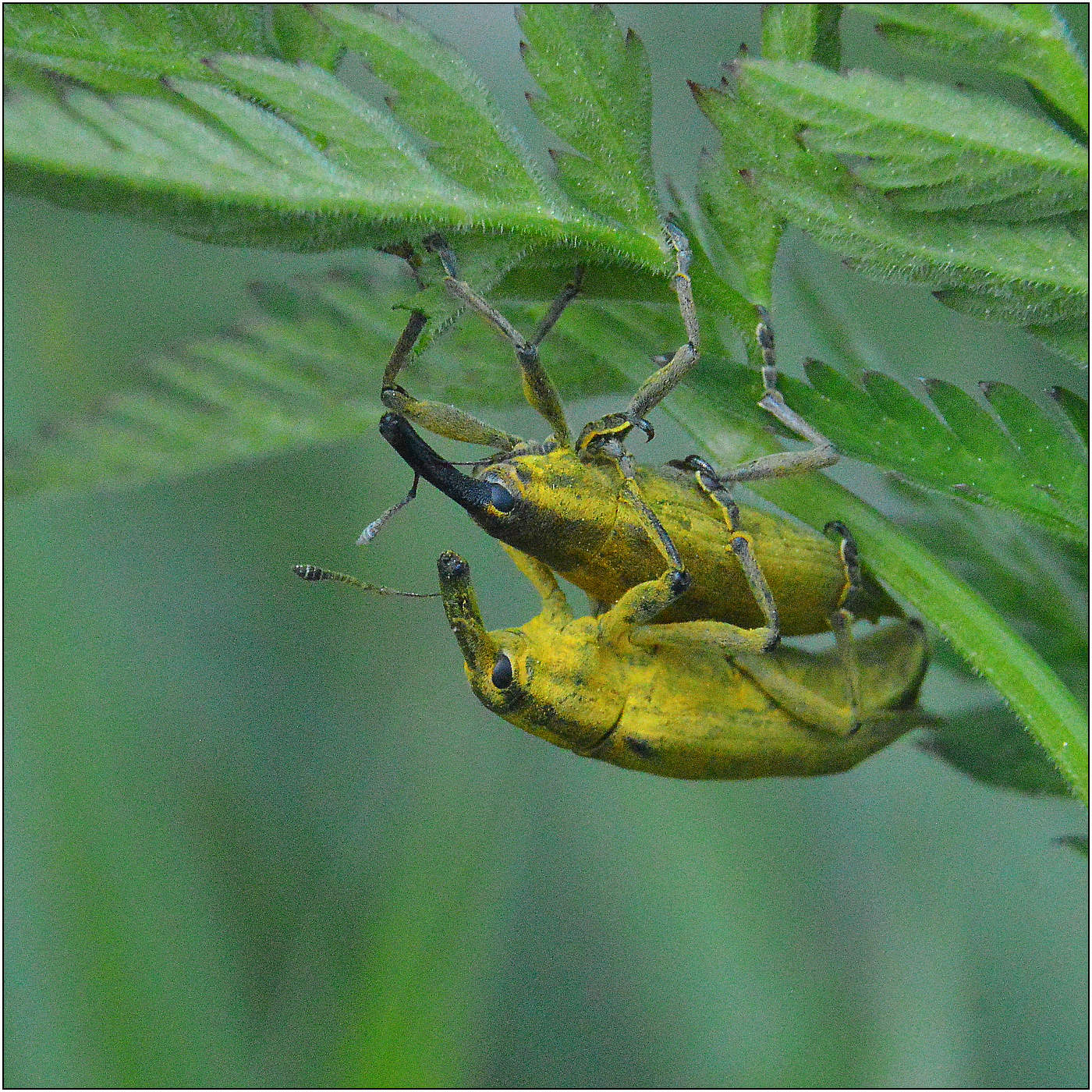 Элегия летнего утра.