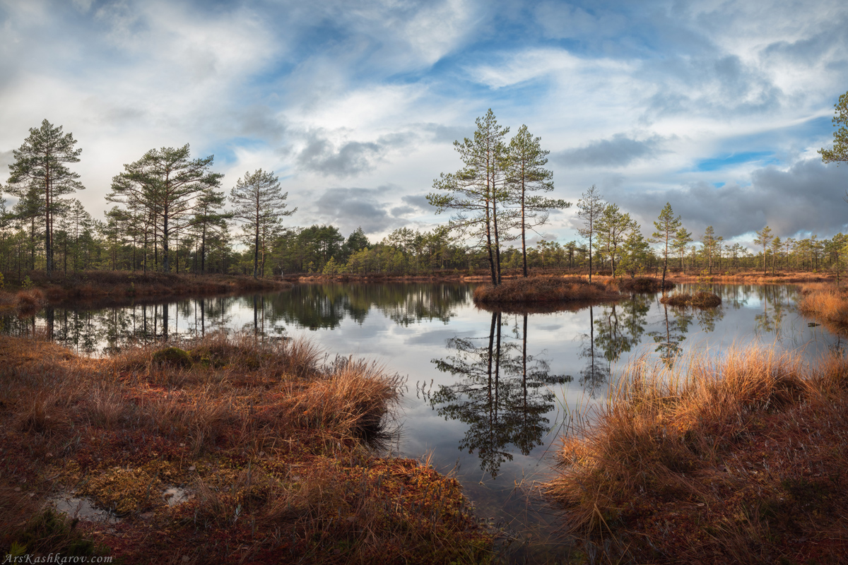 "Болотное отражение"