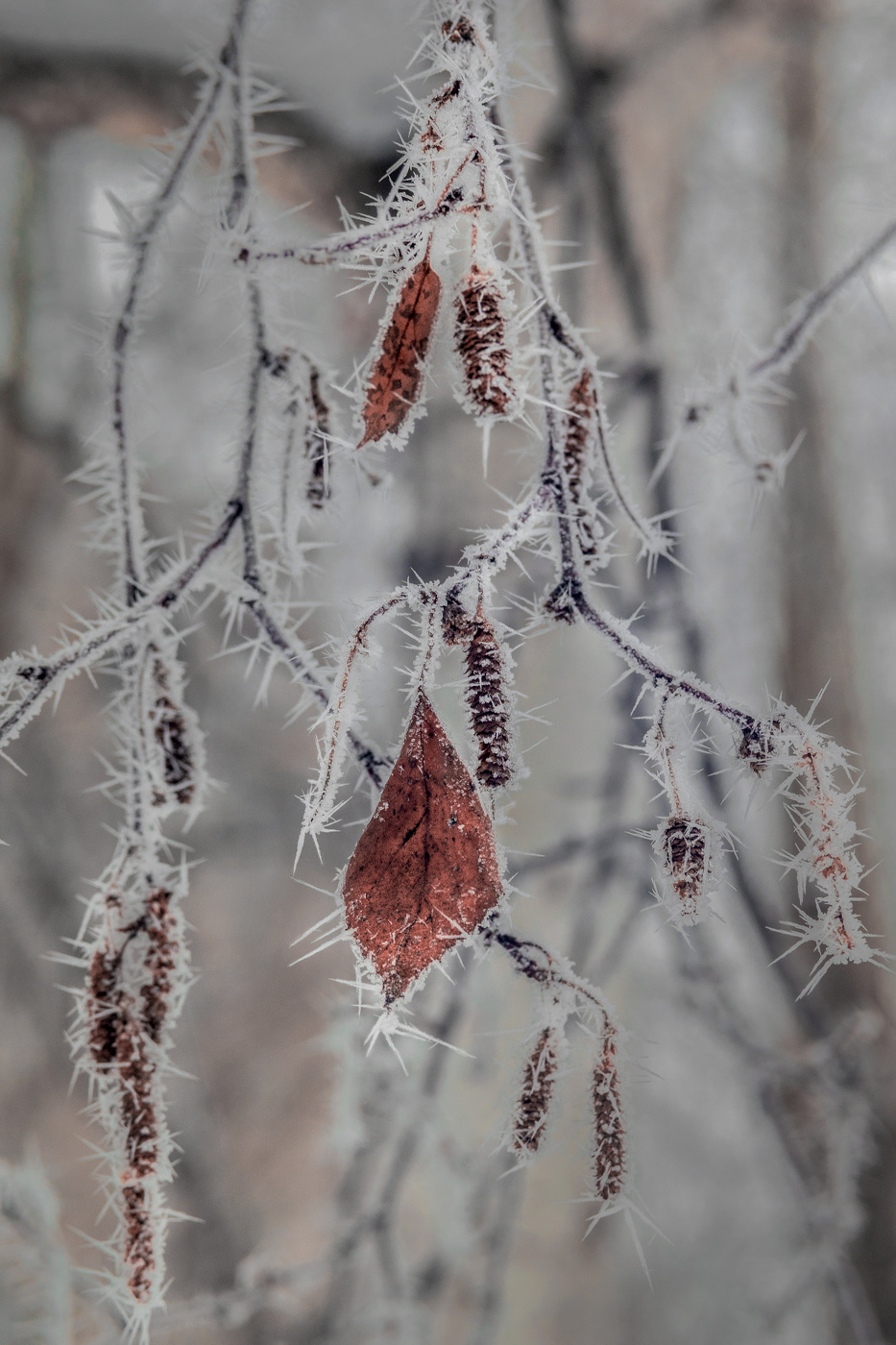 После тумана...в декабре...